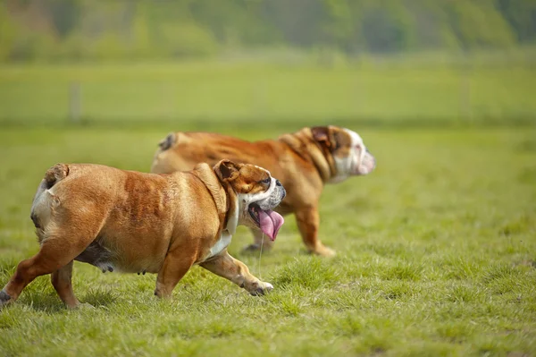 Angol bulldog kutya kölykök játék a szabadban — Stock Fotó