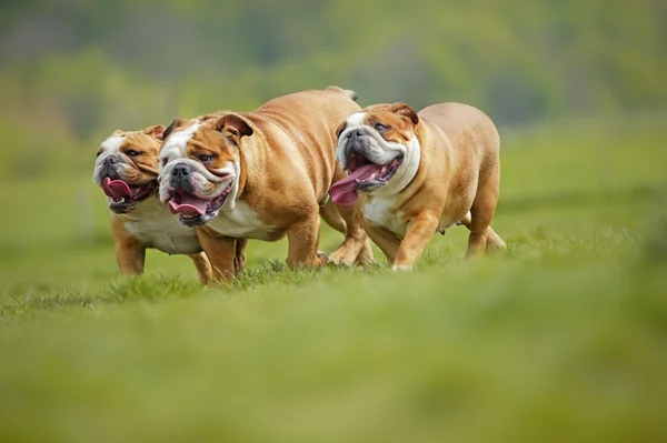 Inglês Bulldogs cães cachorros jogando ao ar livre — Fotografia de Stock