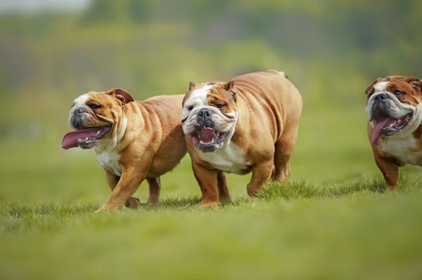 Englische Bulldoggen Welpen spielen im Freien — Stockfoto