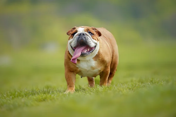 Buldog angielski pies szczeniak grać na zewnątrz — Zdjęcie stockowe