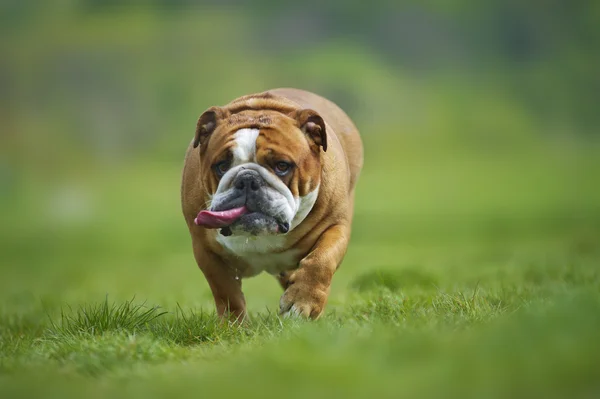 屋外で遊ぶ英語ブルドッグ犬子犬 — ストック写真