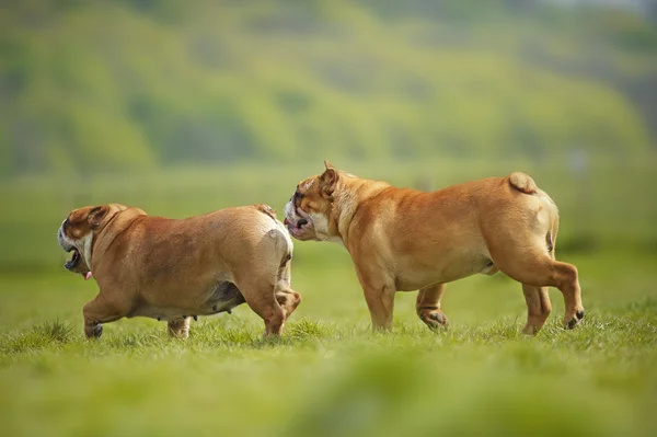 Angielski bulldogs psy szczeniaki grając na zewnątrz — Zdjęcie stockowe