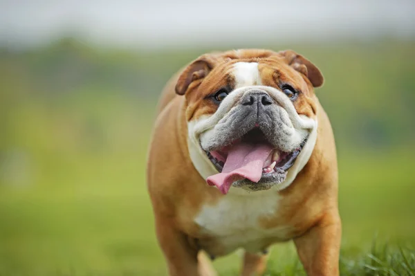 Inglese Bulldog cane cucciolo giocare all'aperto — Foto Stock