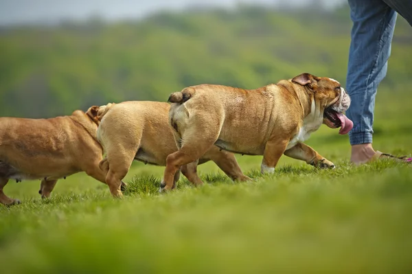 Inglés Bulldogs perros cachorros jugando al aire libre —  Fotos de Stock