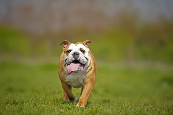 Engelska bulldog hundvalp spela utomhus — Stockfoto
