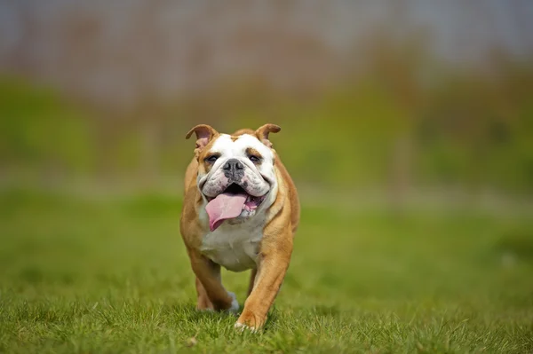 Buldog angielski pies szczeniak grać na zewnątrz — Zdjęcie stockowe