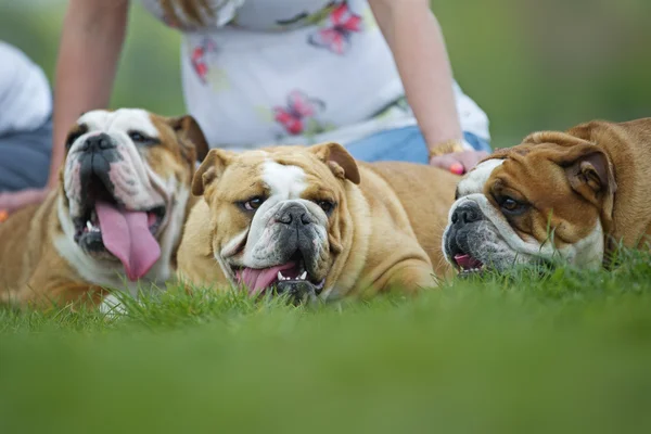 English Bulldogs dogs puppies laying on the grass outdoors — Stock Photo, Image