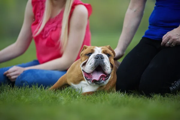 Inglês Bulldog cachorro cão que coloca na grama ao lado de seus proprietários — Fotografia de Stock