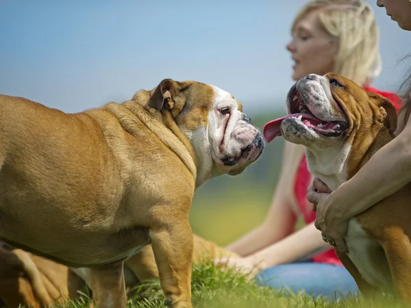 Dva anglicky bulldogs pes štěňata setkání portrét — Stock fotografie