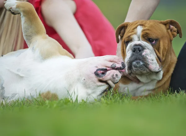 Inglés Bulldogs dogs cachorros tendidos en la hierba al aire libre — Foto de Stock