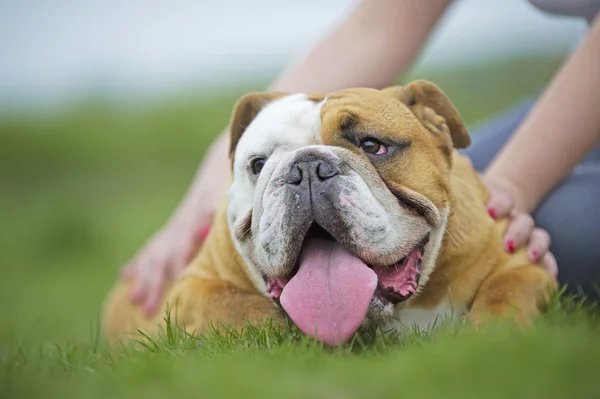 Engels bulldog hond puppy opleggen van het gras buitenshuis — Stockfoto