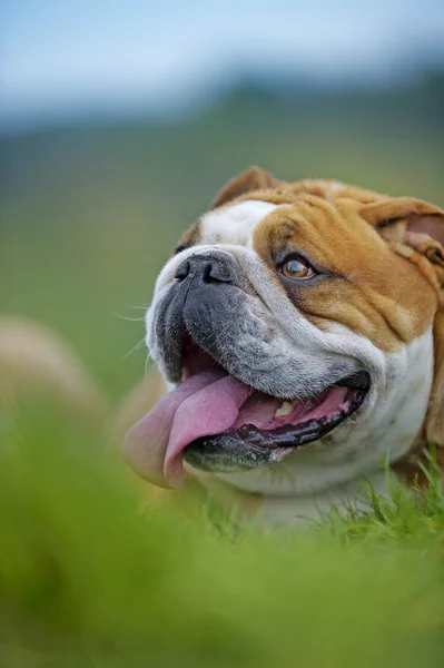 Inglês Bulldog cachorro cão que coloca no retrato grama ao ar livre — Fotografia de Stock