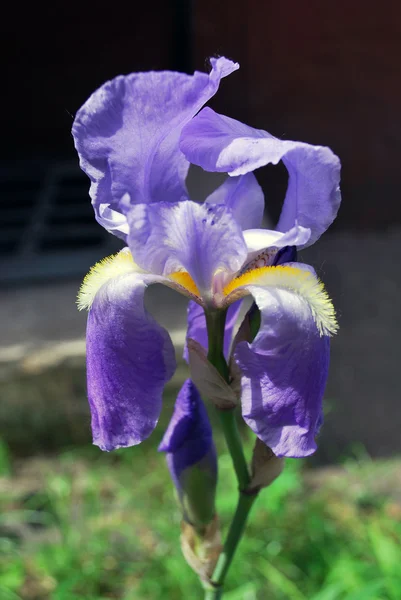 Blue iris — Stock Photo, Image