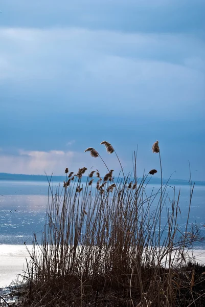 Reed semak — Stok Foto