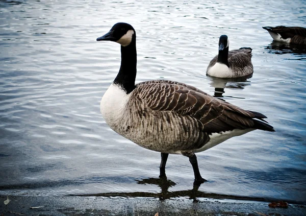 Canada Geese in Hyde Park — Stock Photo, Image