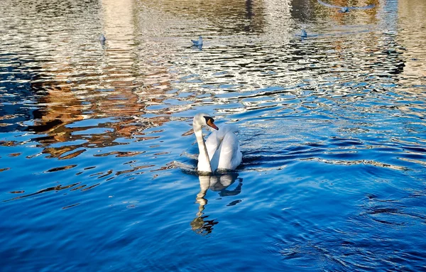 Cisne blanco —  Fotos de Stock