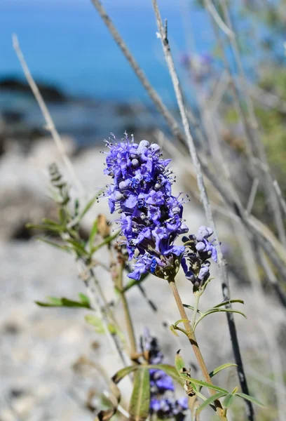 Flor azul en el mar —  Fotos de Stock