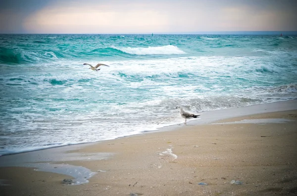 Чайки і хвилі — стокове фото