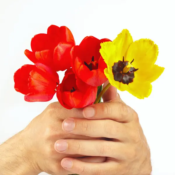 Hands gives a bunch of tulips on white background