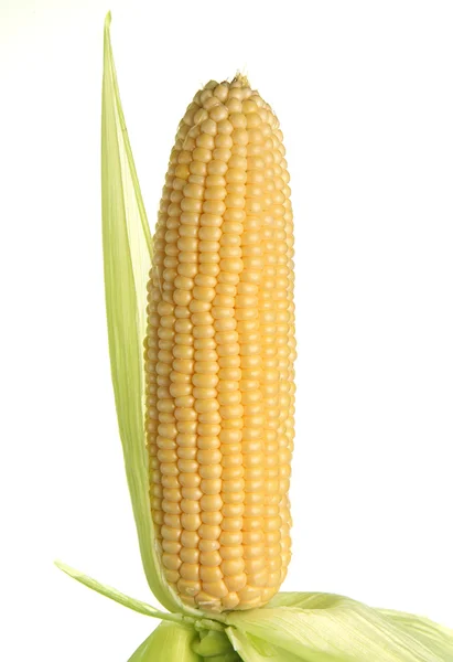 孤立的玉米 — 图库照片