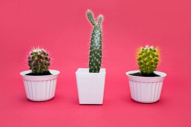 Pembe arka planda beyaz tencereler içinde üç farklı ev kaktüsü. Seramik bir tencerede süs bitkisi. Yatay bir fotoğrafta çok renkli dikenleri olan kaktüsler.