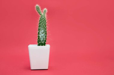 Decorative cactus in a white pot on a red background. Homemade cactus with needles in a horizontal photo. A wild plant from an arid climate at home