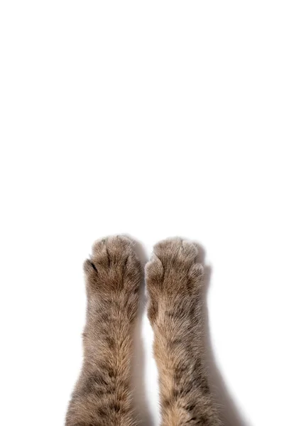 白い背景に灰色の猫の爪 紙の背景にふわふわの猫の美しい縞模様の足 広告やテキストのための無料スペースでかわいい猫の足 白い縦型の背景にペットパウ — ストック写真