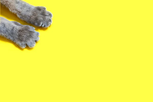 黄色の背景に灰色の猫の爪 紙の背景にふわふわの猫の美しい縞模様の足 広告やテキストのための無料スペースでかわいい猫の足 可愛いです黄色の背景でペットパウ — ストック写真