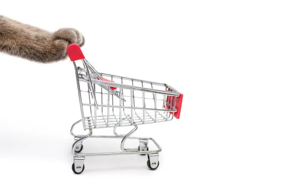 Две Серые Лапы Кота Толкают Тележку Покупками Супермаркете Белом Фоне — стоковое фото