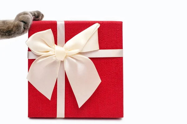 Caixa Presente Vermelha Com Uma Fita Branca Arco Patas Gato — Fotografia de Stock