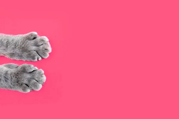 Pembe arka planda gri kedi patileri. Kağıt pembe arka planda tüylü bir kedinin güzel çizgili pençeleri. Reklam ve metin için boş yeri olan şirin kedi patileri. Sağlıklı, mutlu kedi konsepti