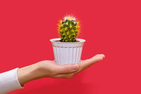 Human Hand Holds Small Decorative Cactus Yellow Needles White Pot — 스톡 사진