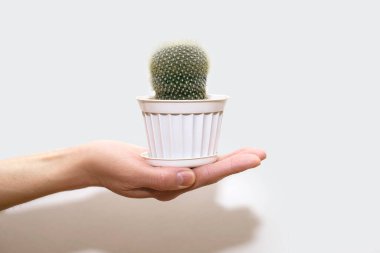 Beyaz arka planda beyaz bir tencerede küçük dekoratif bir kaktüs tutan bir insan eli. Kaktüs cinsine ait dikenli yeşil bir bitki sıcaklığı sever.