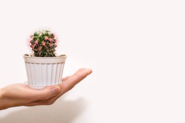 Beyaz arka planda beyaz bir tencerede küçük dekoratif bir kaktüs tutan bir insan eli. Kaktüs cinsine ait dikenli ve yeşil bir bitki sıcaklığı sever. Pembe iğneli kaktüs. Metin için boş alan