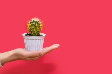 İnsan eli, kırmızı arka planda beyaz bir tencerede sarı iğneli küçük dekoratif bir kaktüs tutar. Kaktüs cinsine ait dikenli ve yeşil bir bitki sıcaklığı sever. Metin için boş alan
