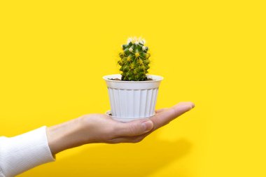 İnsan eli, sarı arka planda beyaz bir tencerede sarı iğneler bulunan küçük dekoratif bir kaktüs tutar. Kaktüs cinsine ait dikenli yeşil bir bitki sıcaklığı sever.