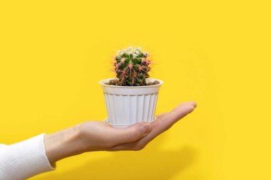 İnsan eli, sarı arka planda beyaz bir tencerede küçük dekoratif bir kaktüs tutar. Kaktüs cinsine ait dikenli ve yeşil bir bitki sıcaklığı sever. Pembe iğneli küçük bir kaktüs