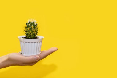 İnsan eli, sarı arka planda beyaz bir tencerede sarı iğneler bulunan küçük dekoratif bir kaktüs tutar. Kaktüs cinsine ait dikenli ve yeşil bir bitki sıcaklığı sever. Metin için boş alan