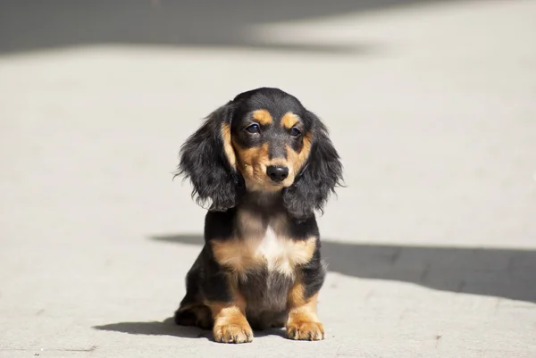 Cachorro de pelo largo Dachshund —  Fotos de Stock