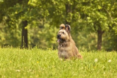 Brie çoban köpeği