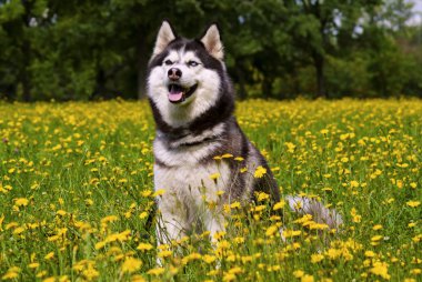 Siberian dış yapraklar