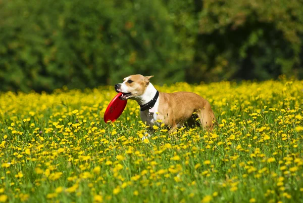 American staffordshire terrier —  Fotos de Stock