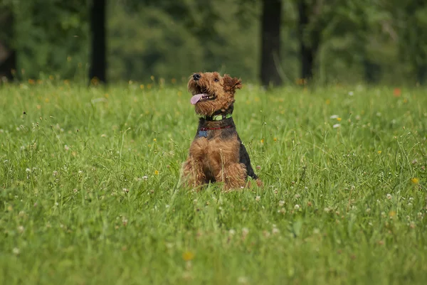 Hund i gräset — Stockfoto