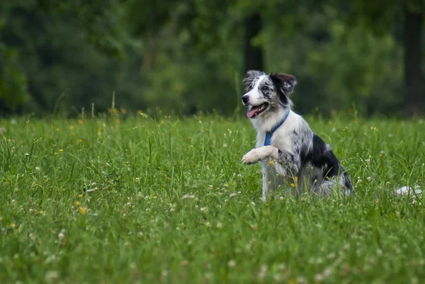 Gränsen collie — Stockfoto