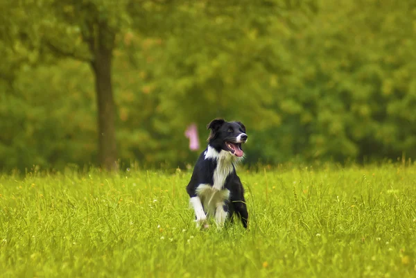 Gränsen collie — Stockfoto