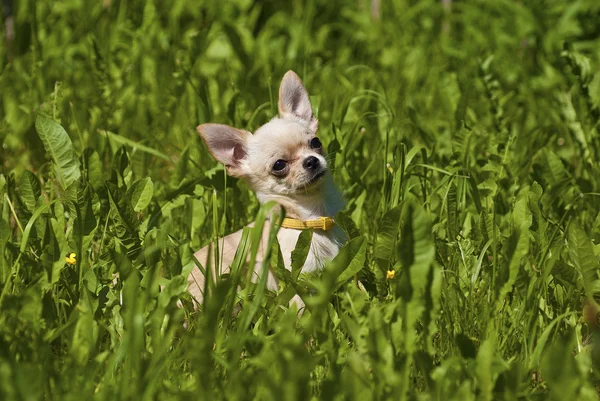 Chihuahua cucciolo — Foto Stock