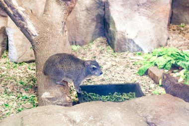Hyrax Burnu ya da Tavşan Kaya, Hyrax ağaçta oturur..