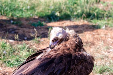 Griffon Vulture, Gyps fulvus tüyleri temizler. Portre. Afrika, vahşi dünya. Siyah bir arkaplanda