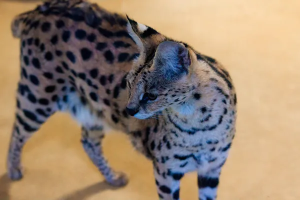 Serval Camina Gato Salvaje Leopardo Serval Leptailurus Serval Gato Salvaje — Foto de Stock