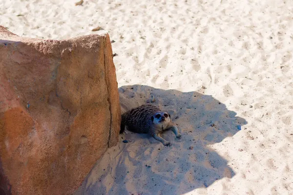 Meerkat Leží Stínu Kamene Písku — Stock fotografie